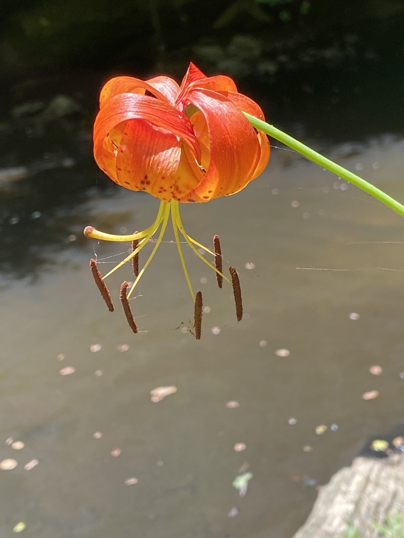 Michigan Lily photo 7