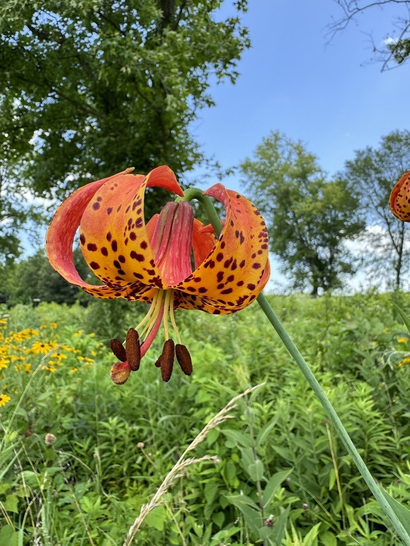 Michigan Lily photo 8