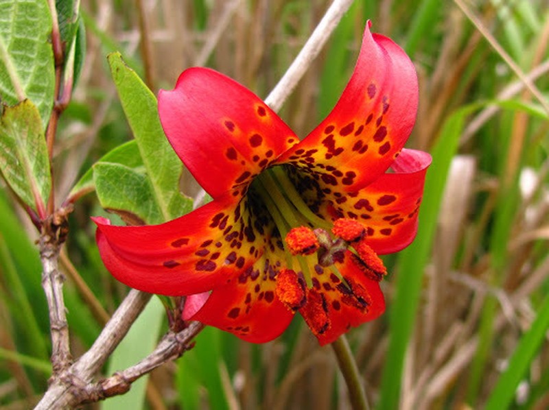Western Lily photo 2