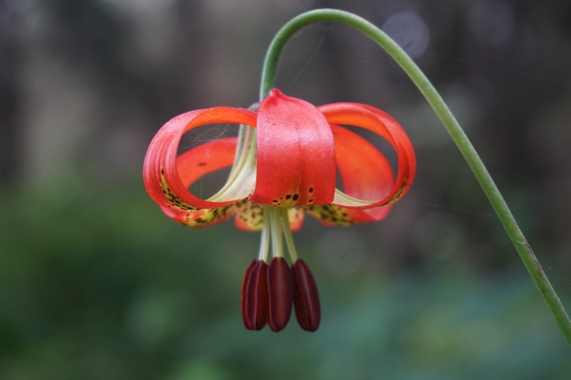 Western Lily photo 3