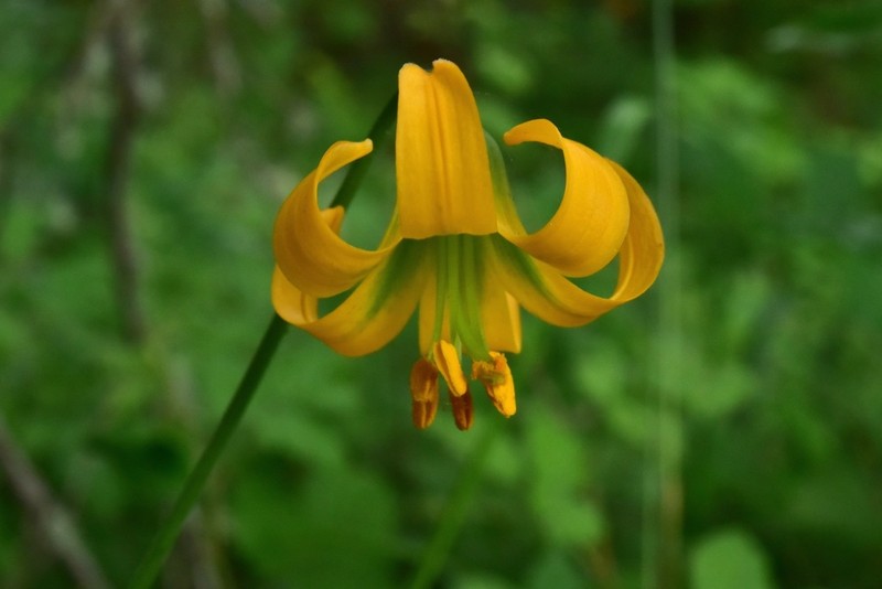 Western Lily photo 4