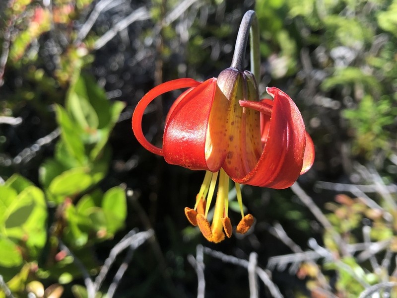 Western Lily photo 6