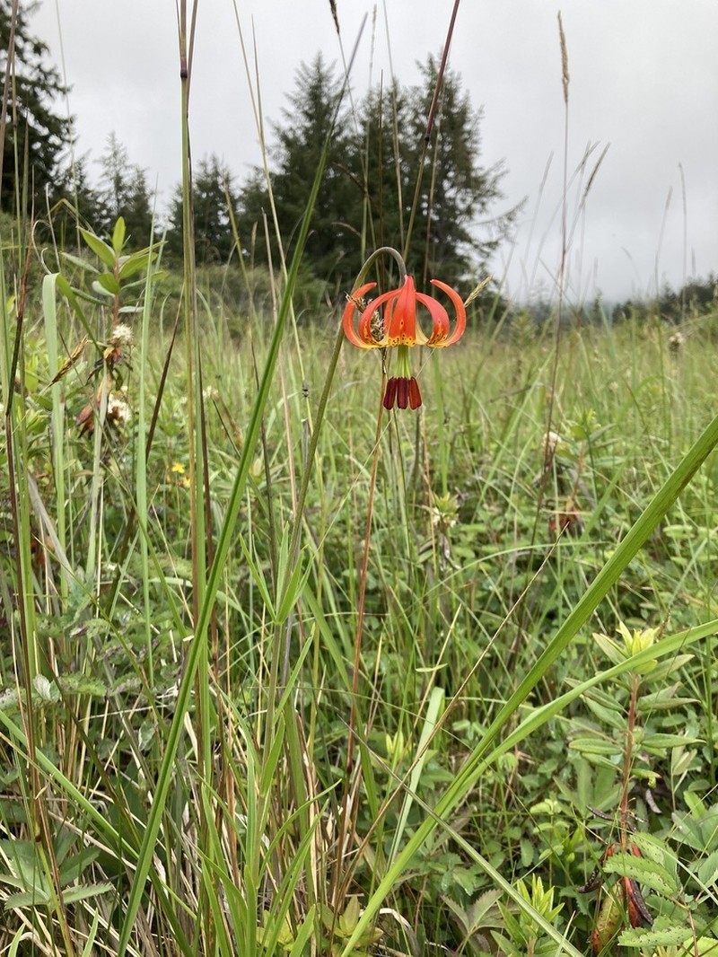 Western Lily photo 7