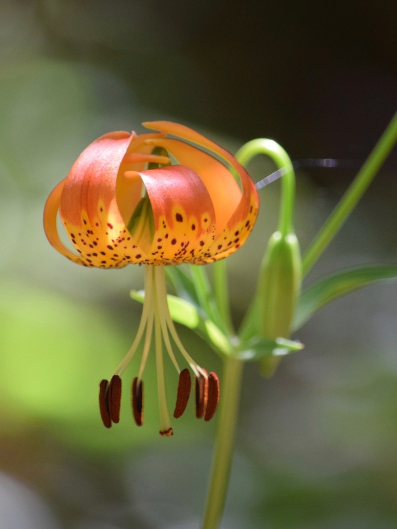 Leopard Lily photo 2
