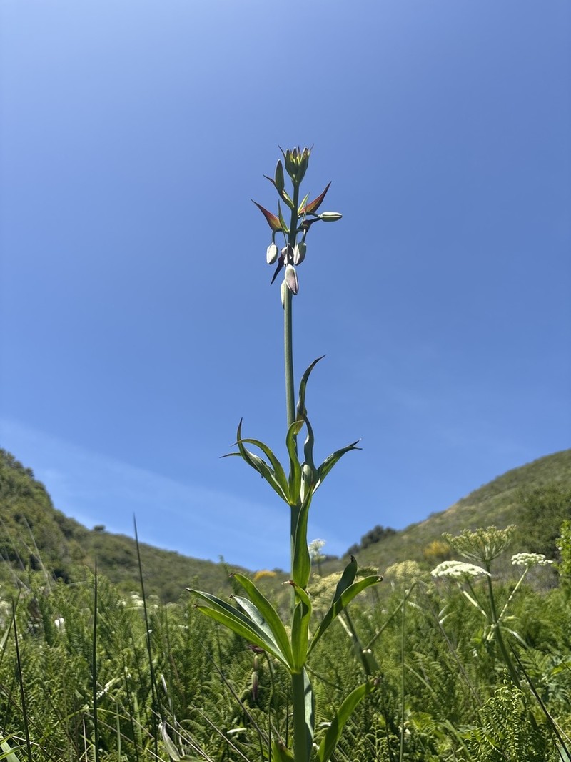Leopard Lily photo 4