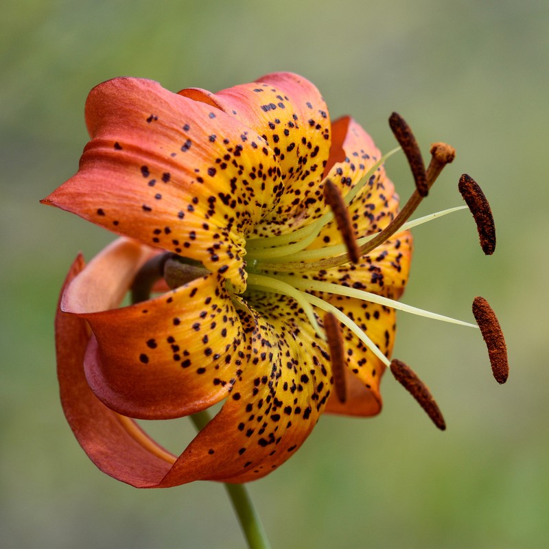 Leopard Lily photo 5