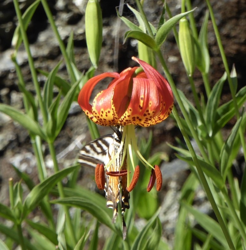 Leopard Lily photo 6