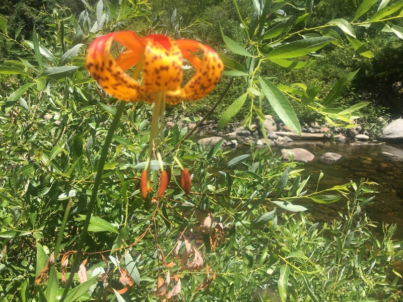 Leopard Lily photo 7