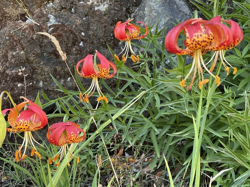 Leopard Lily photo 8