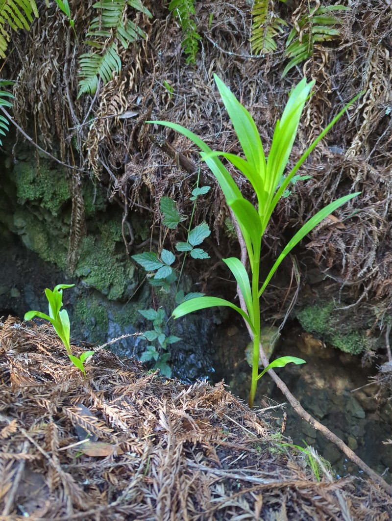 Lilium pardalinum subsp. pardalinum