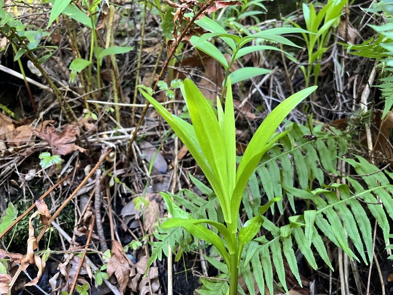 Lilium pardalinum subsp. pardalinum photo 2