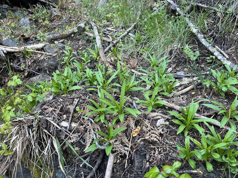 Lilium pardalinum subsp. pardalinum photo 3