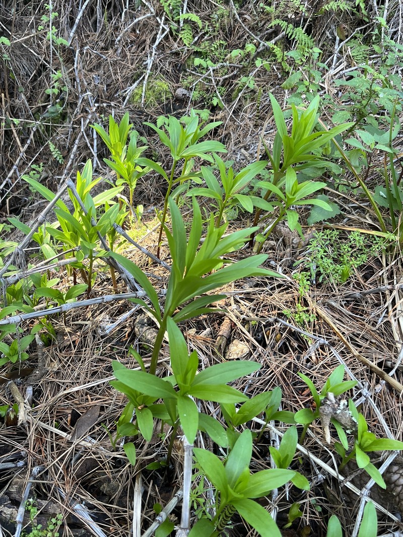 Lilium pardalinum subsp. pardalinum photo 5