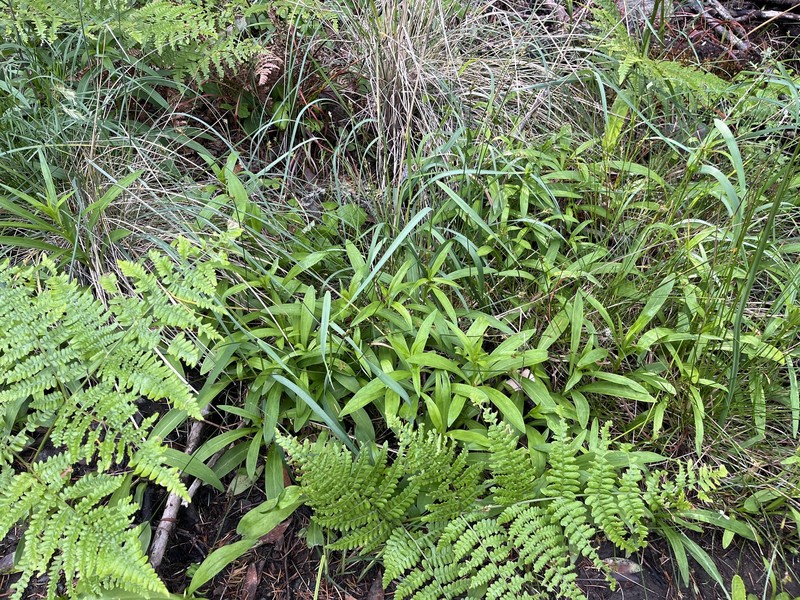 Lilium pardalinum subsp. pardalinum photo 6