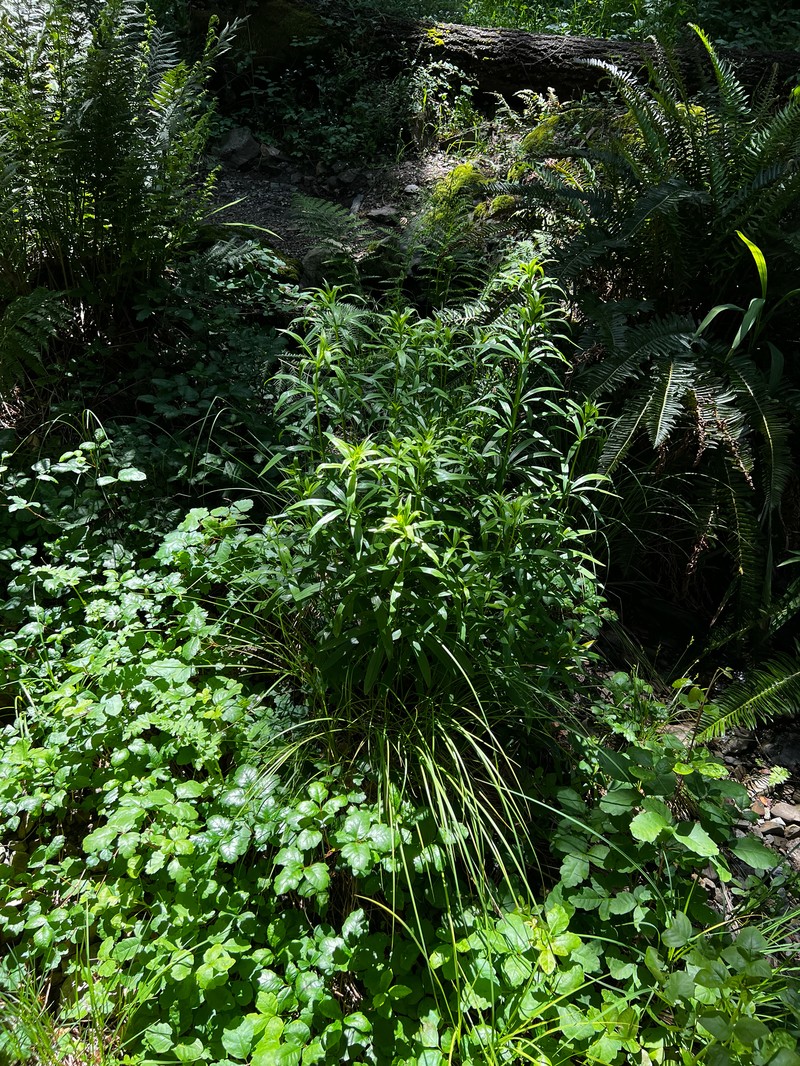 Lilium pardalinum subsp. pardalinum photo 8