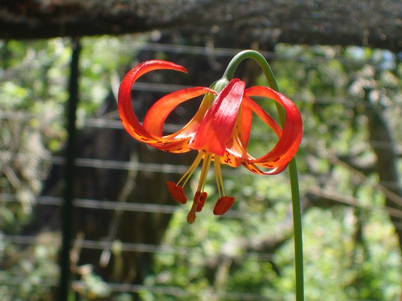 Lilium pardalinum subsp. pitkinense photo 2