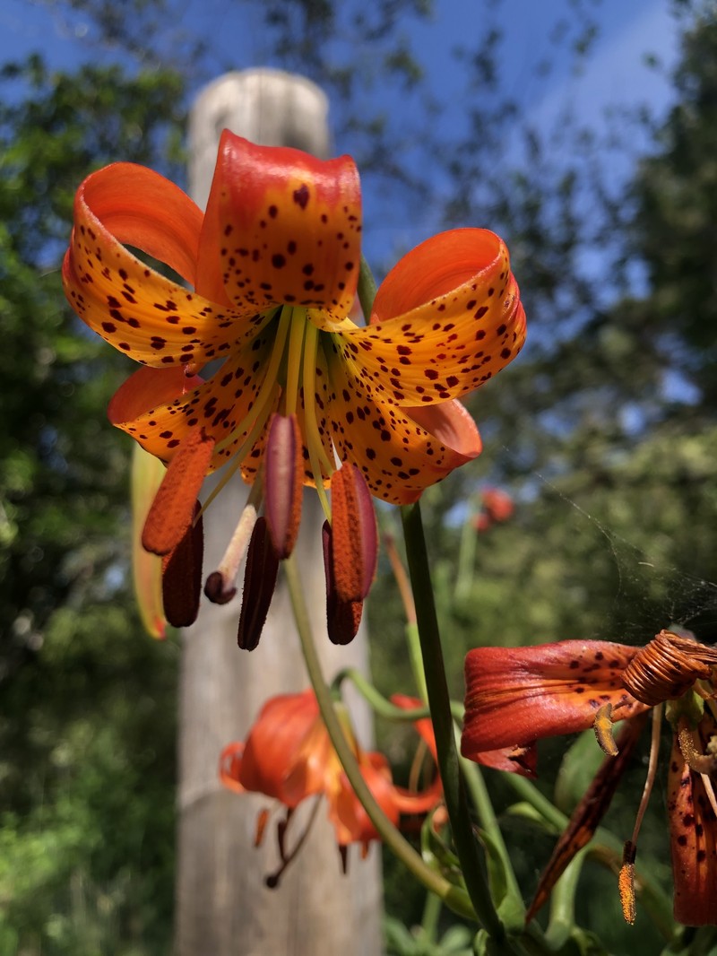 Lilium pardalinum subsp. pitkinense photo 3