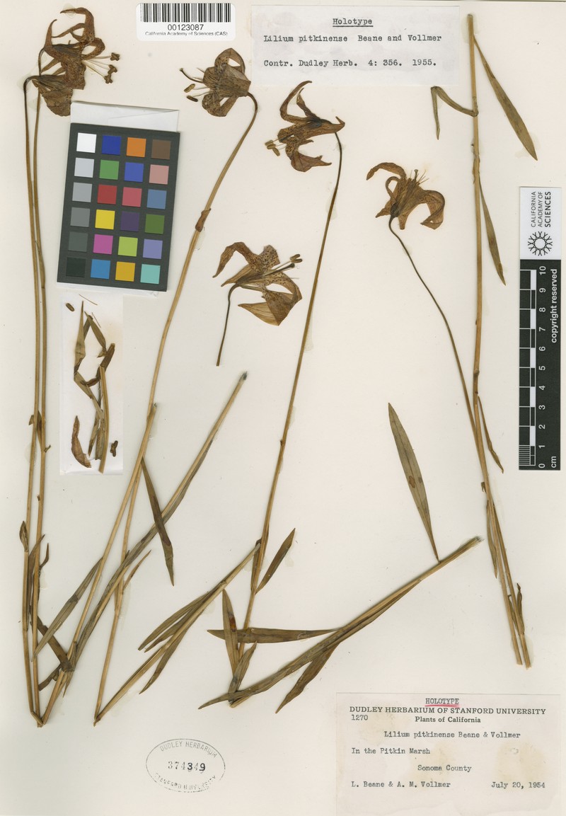 Lilium pardalinum subsp. pitkinense photo 4