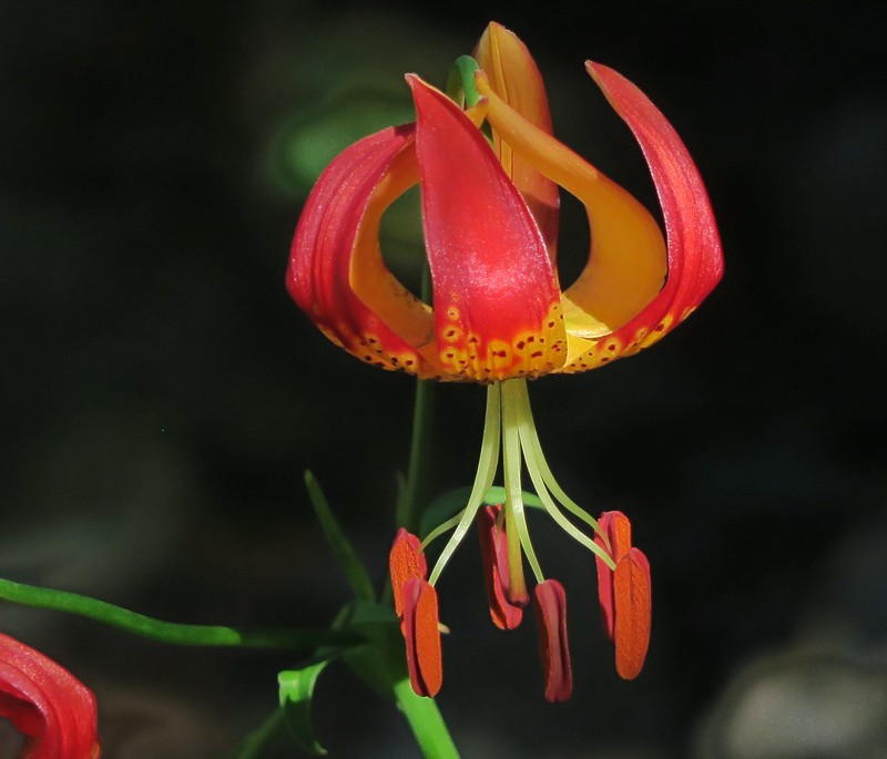 Lilium pardalinum subsp. pitkinense photo 5
