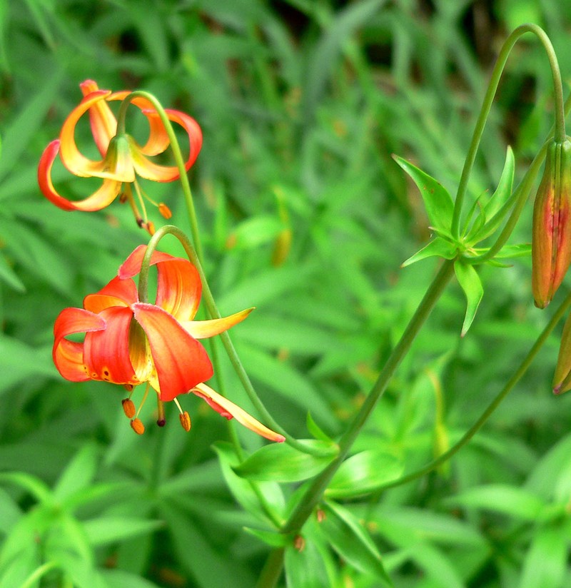 Lilium pardalinum subsp. pitkinense photo 6