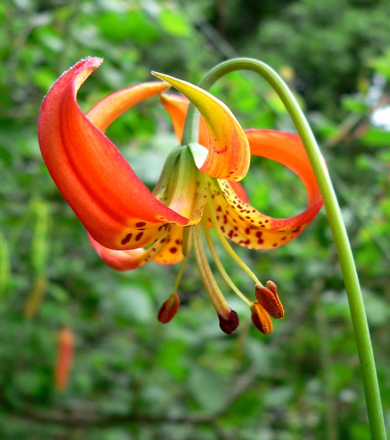 Lilium pardalinum subsp. pitkinense photo 7