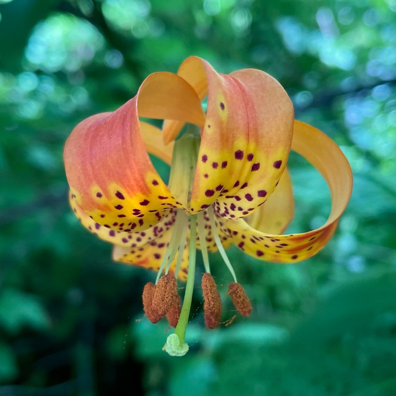 Lilium pardalinum subsp. shastense