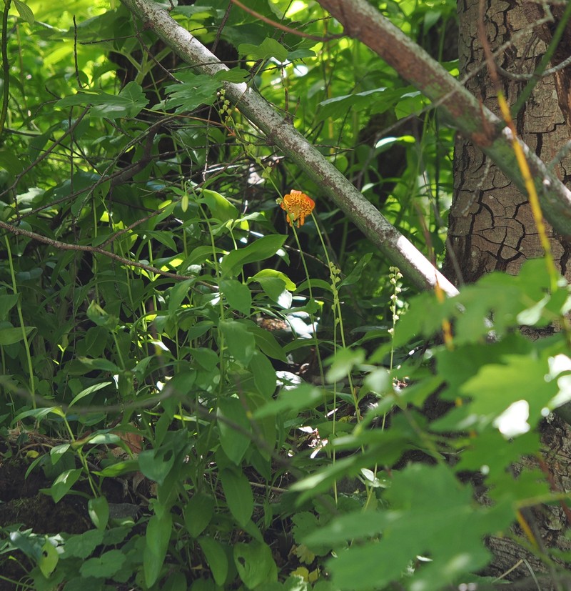Lilium pardalinum subsp. shastense photo 2