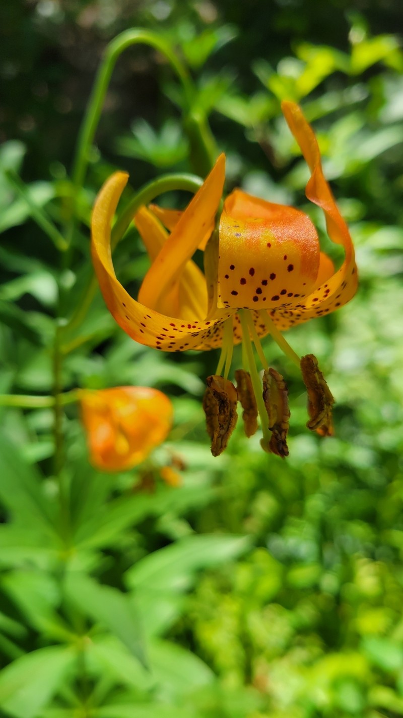 Lilium pardalinum subsp. shastense photo 5