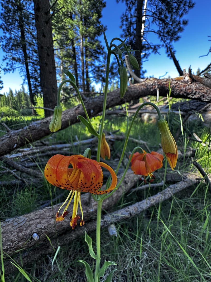 Lilium pardalinum subsp. shastense photo 6