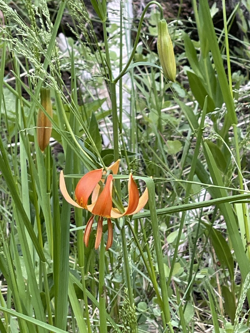 Lilium pardalinum subsp. shastense photo 7