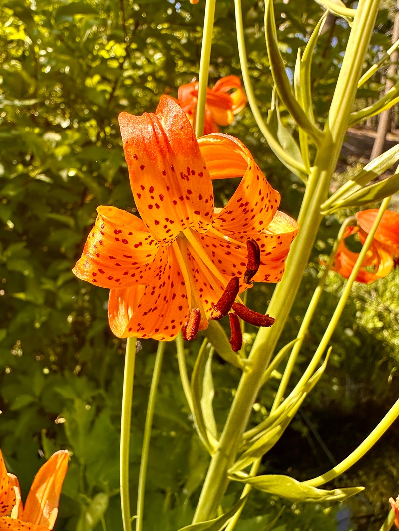 Lilium pardalinum subsp. shastense photo 8