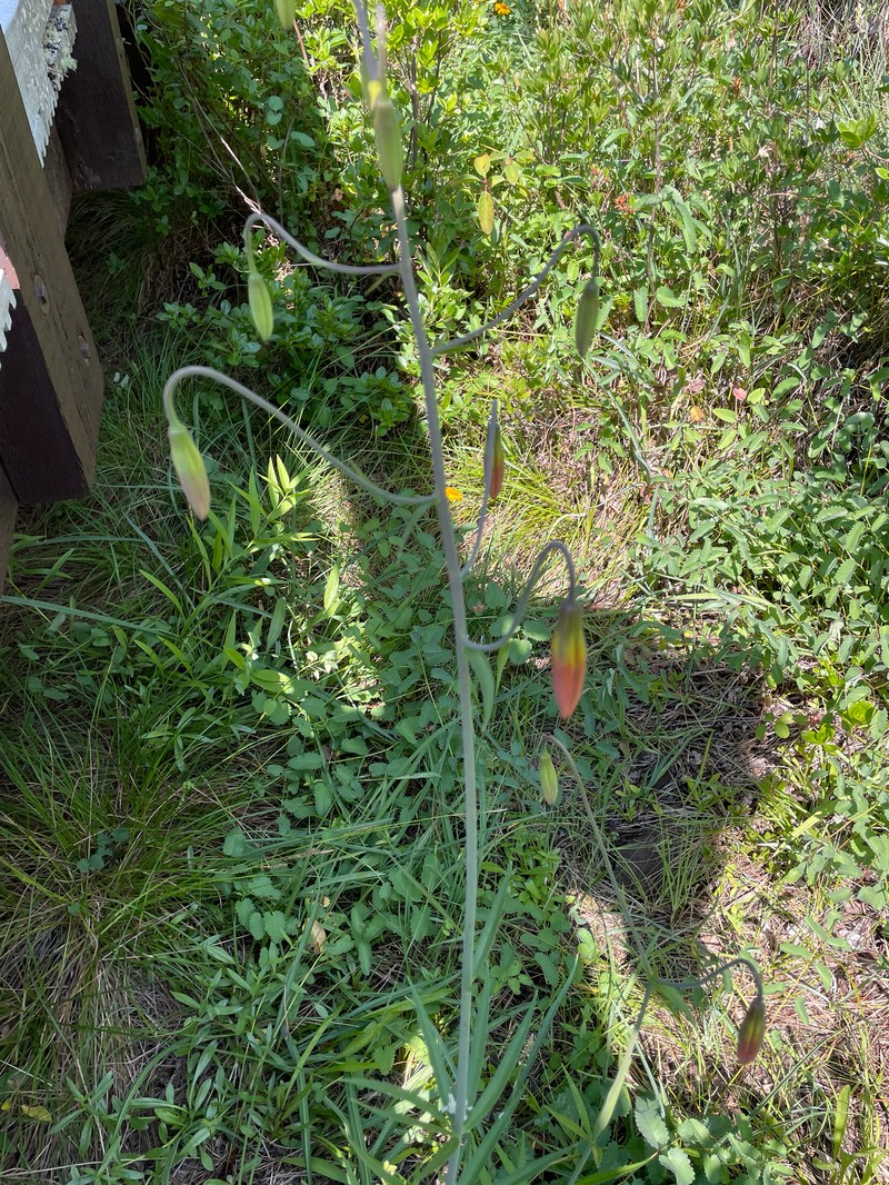 Lilium pardalinum subsp. vollmeri