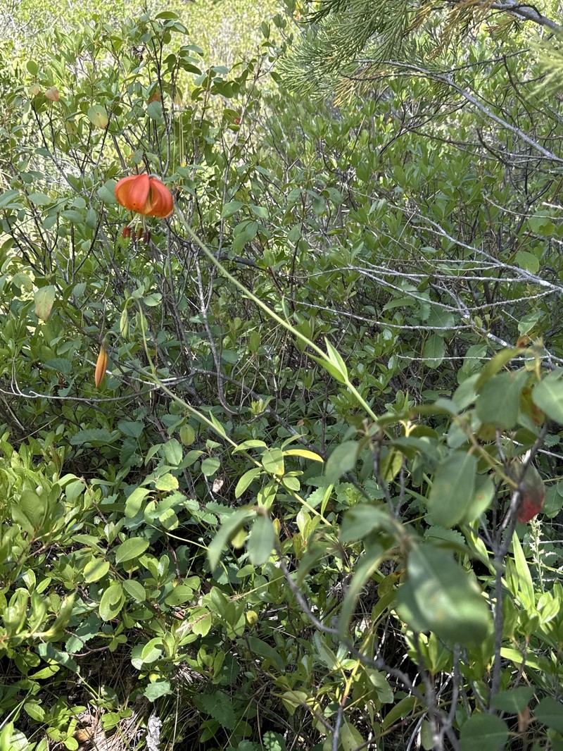 Lilium pardalinum subsp. vollmeri photo 2