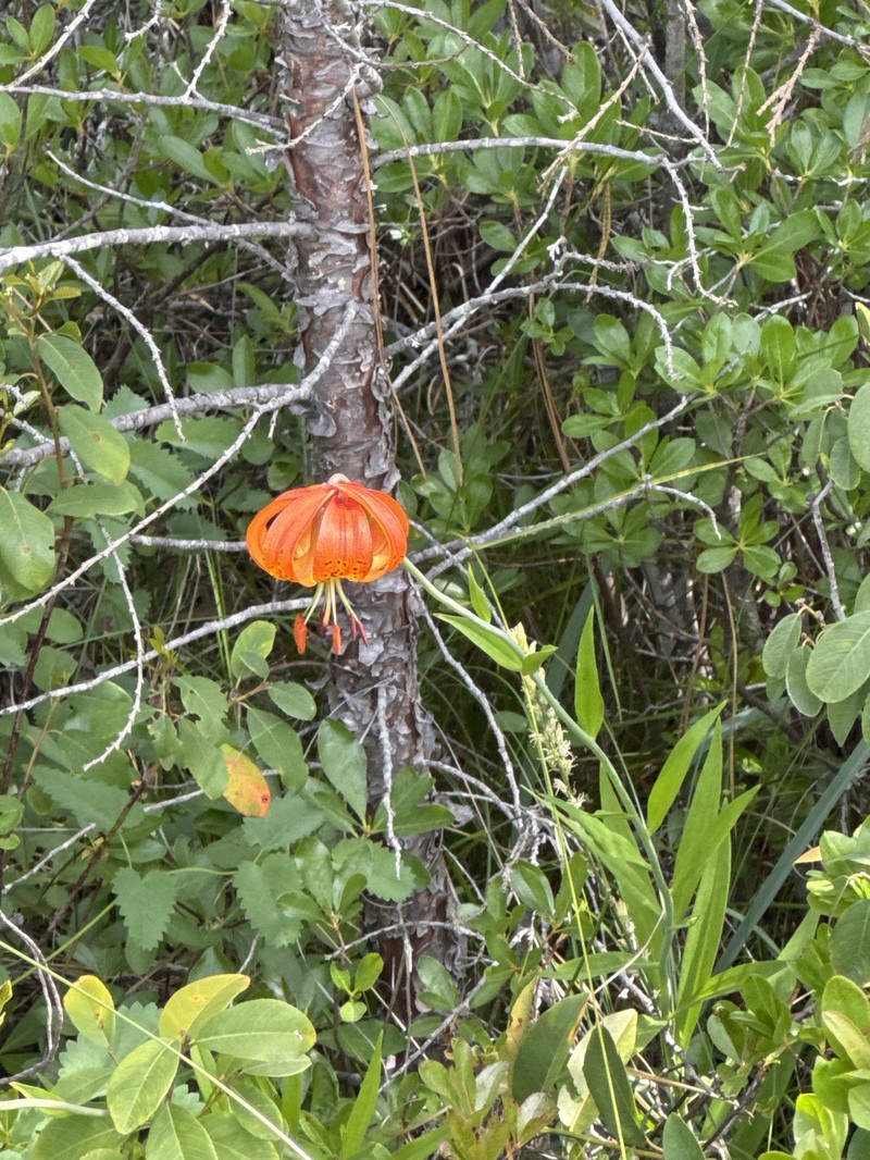 Lilium pardalinum subsp. vollmeri photo 3