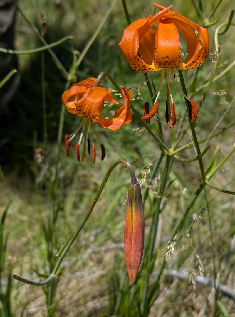 Lilium pardalinum subsp. vollmeri photo 4