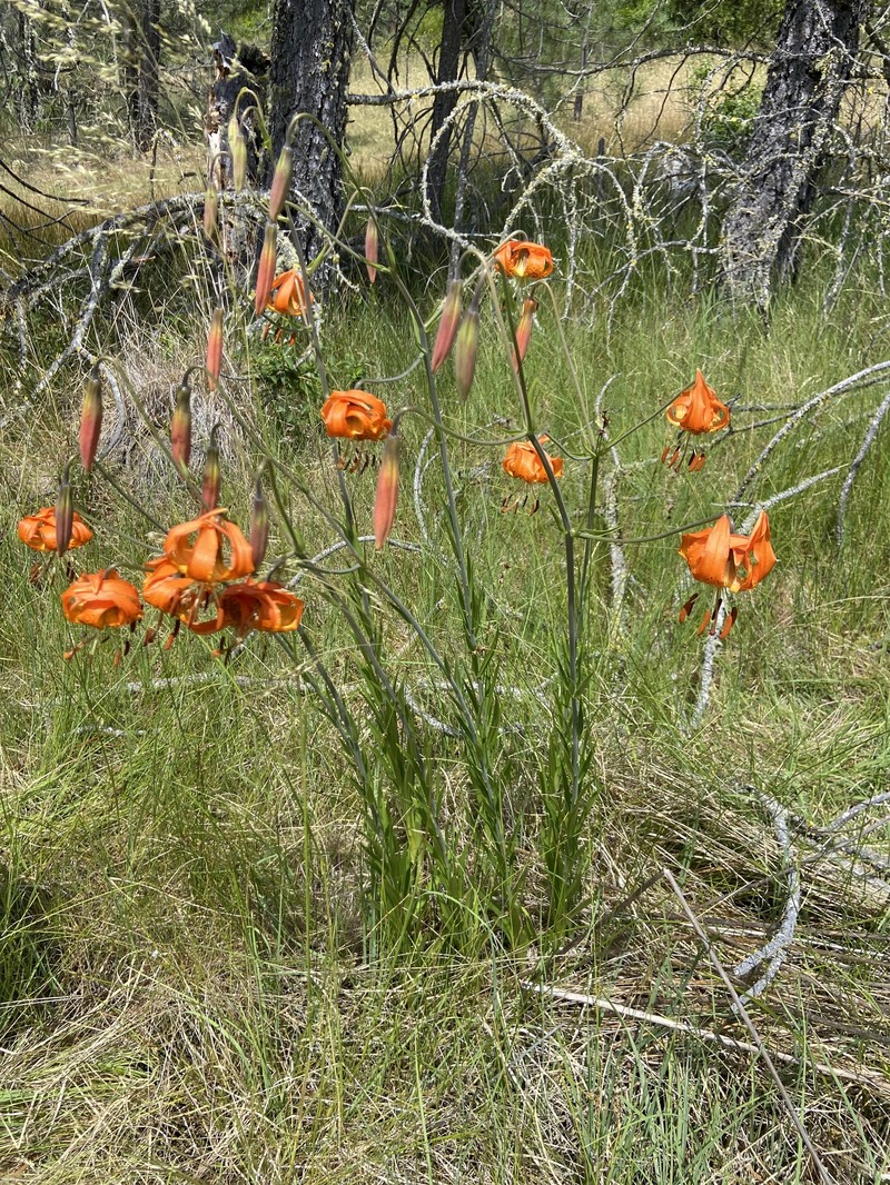 Lilium pardalinum subsp. vollmeri photo 5