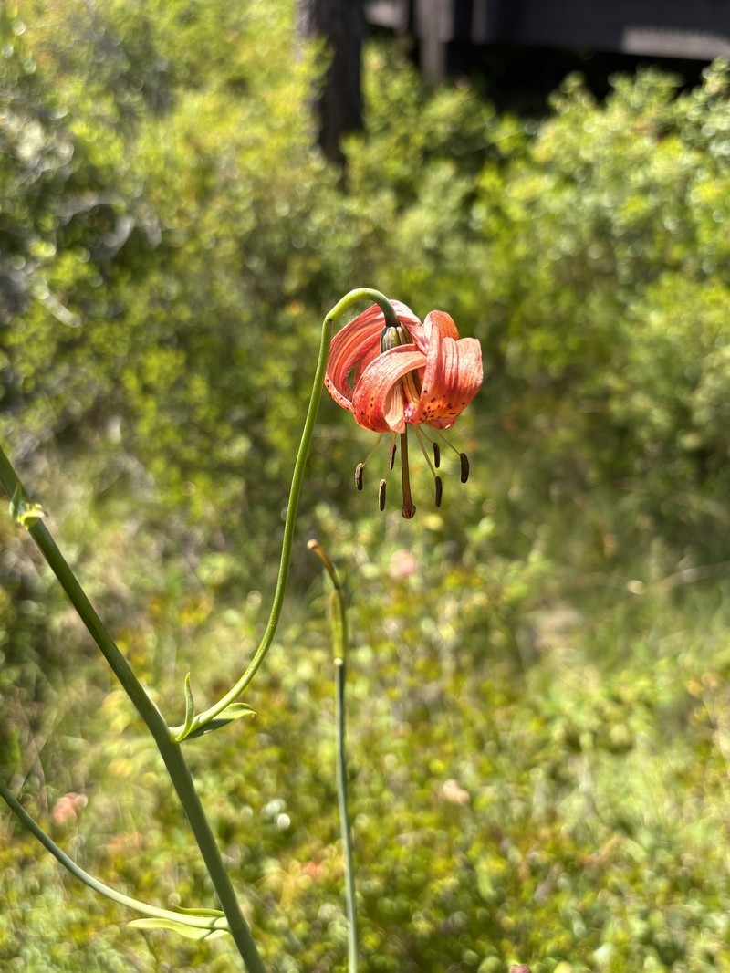 Lilium pardalinum subsp. vollmeri photo 6