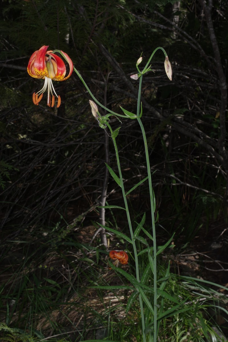 Lilium pardalinum subsp. vollmeri photo 7