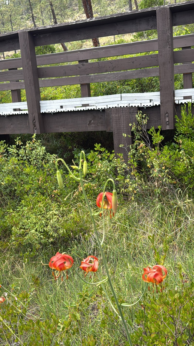 Lilium pardalinum subsp. vollmeri photo 8