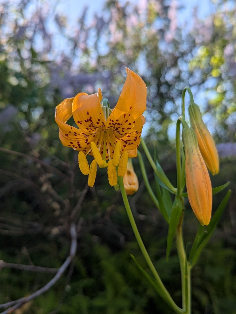 Lilium pardalinum subsp. wigginsii