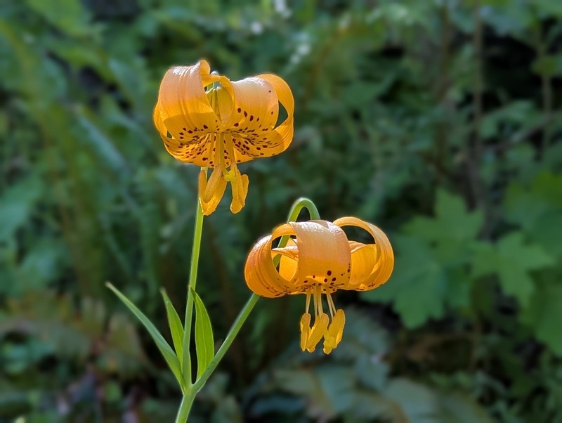 Lilium pardalinum subsp. wigginsii photo 2