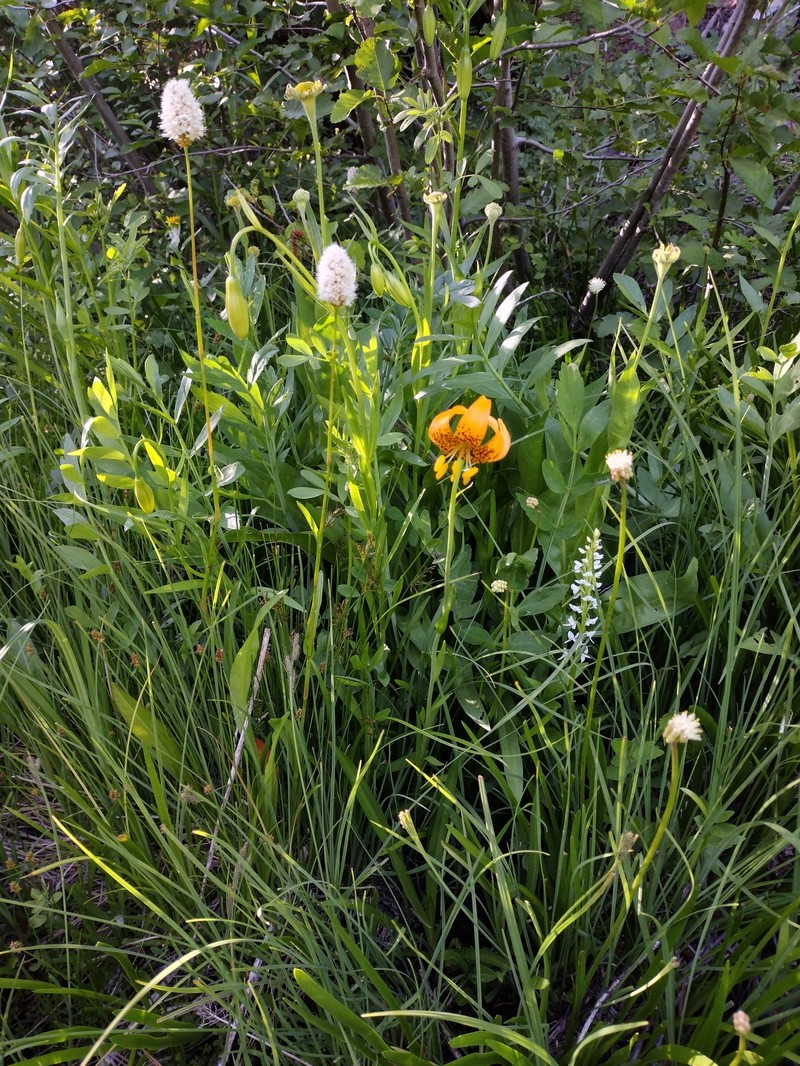Lilium pardalinum subsp. wigginsii photo 3