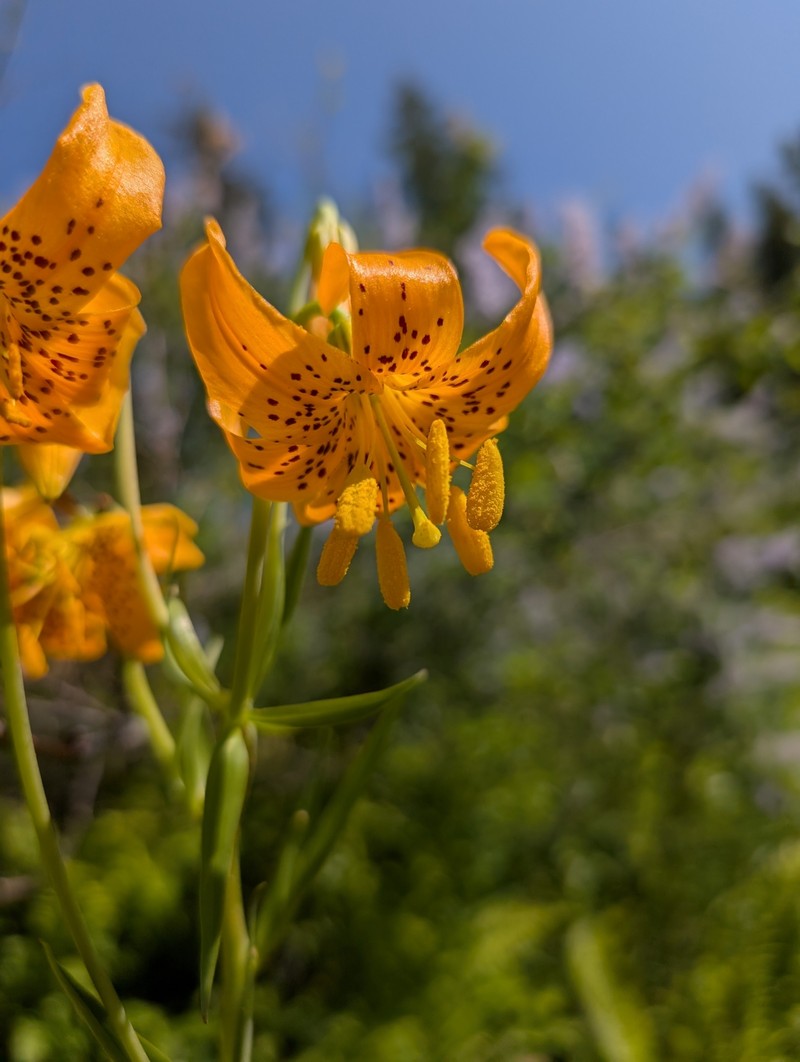 Lilium pardalinum subsp. wigginsii photo 4