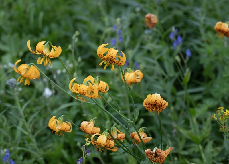 Lilium pardalinum subsp. wigginsii photo 5