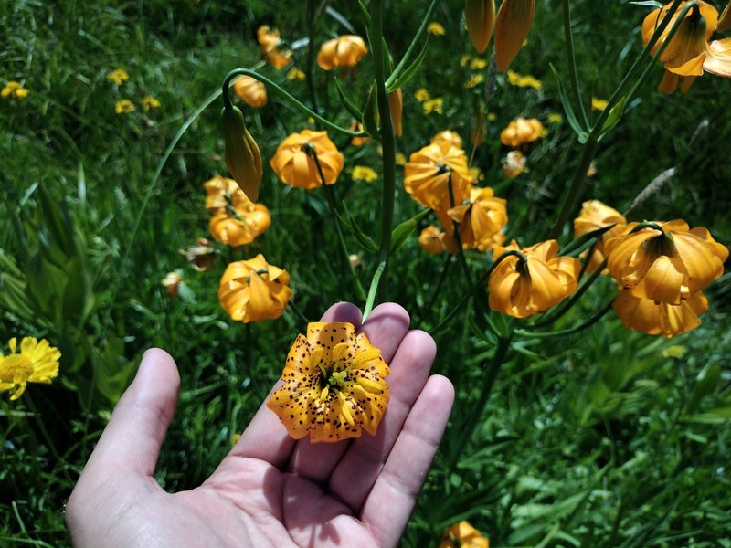Lilium pardalinum subsp. wigginsii photo 6
