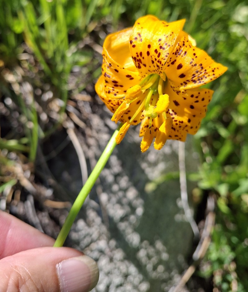 Lilium pardalinum subsp. wigginsii photo 7