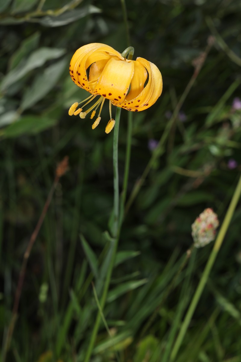 Lilium pardalinum subsp. wigginsii photo 8