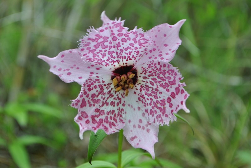 Lilium pardanthinum