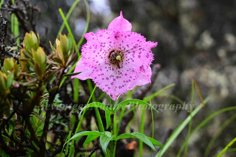 Lilium pardanthinum photo 3