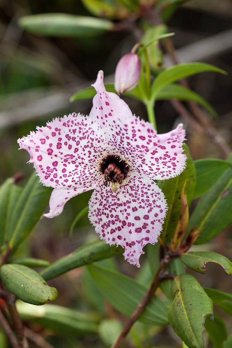 Lilium pardanthinum photo 5